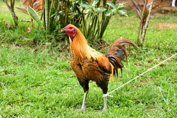 Calvará