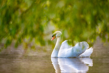 Höckerschwan (Cygnus olor), Deutschland, Europa