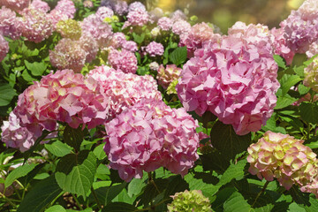 Pink flowers of hydrangea  (  Hydrangea macrophylla ) in Mediterranean garden