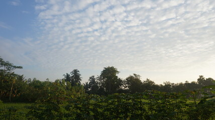 Obraz premium Rice fields with very clear sky and very beautiful shaped clouds. View photo. Suitable as a wallpaper