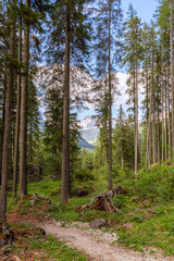 Scenic trail in a coniferous forest at the foot of the Italian Alps. (Vertical photo)