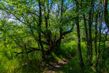 Fototapeta na wymiar Unique trees found along a hiking trail beside the South Saskatchewan River near Saskatoon Saskatchewan, Canada