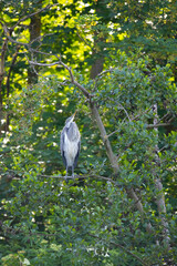 Graureiher (Ardea cinera) sitz in einem Baum, Deutschland, Europa