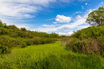 Scenic views of a clearing in a heavy forested area along the South Saskatchewan River near Saskatoon Saskatchewan, Canada