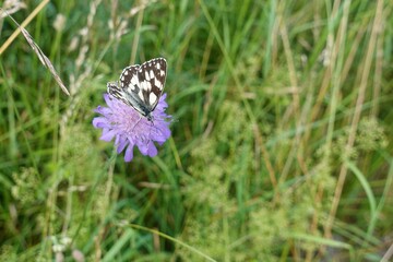Schmetterling auf Blume