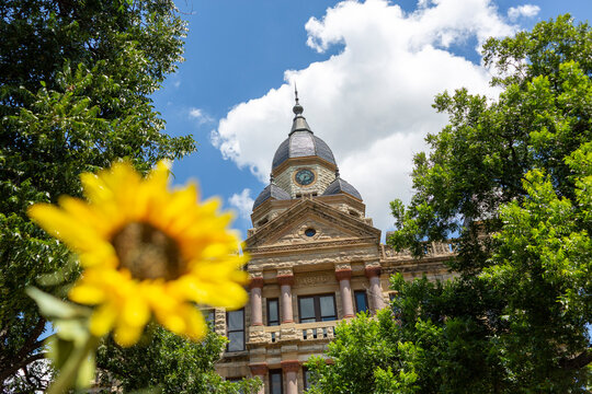 Denton Courthouse on a summer day with a sunflower 2020.