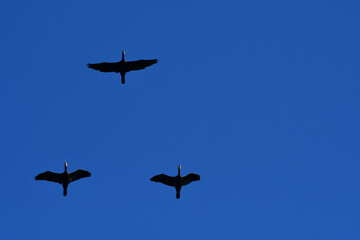 drei Zugvögel vor blauem Himmel im Frühling