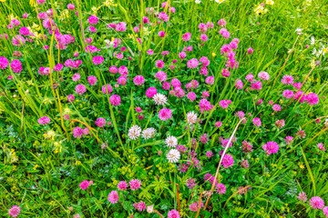 Wild alpine flowers in the meadow.  Bright colours. Close-up view.
