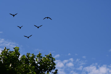 drei Zugvögel vor blauem Himmel im Frühling