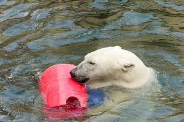 A polar bear swims a crawl on his back in the pool, the bear does active physical activity lying in the water. The animal entertains people in the zoo.