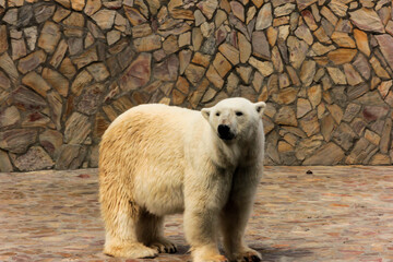 A polar bear swims a crawl on his back in the pool, the bear does active physical activity lying in...