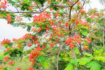 Caesalpinia pulcherrima Flower tree branch looking very beautiful in an indian garden in sunny day.
