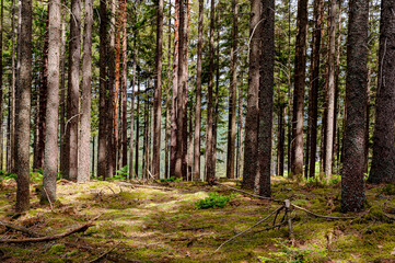 View on an undergrowth in a forest. A tight stand of fir trees prevents any other form of vegetation. The ground is covered with moss and ferns.