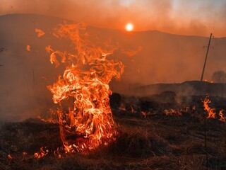 fire in the forest