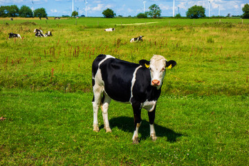 Landscape with cows and windmills near Bunschoten, Netherlands

