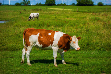 Fototapeta na wymiar Landscape with cows and windmills near Bunschoten, Netherlands 