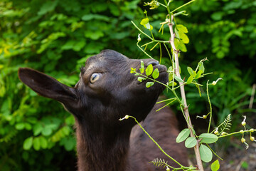 Chinese rural blackgoat