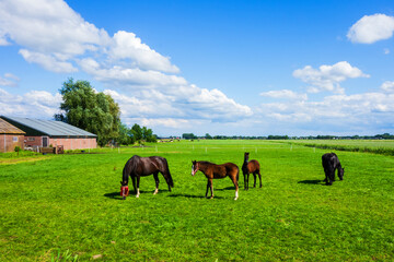 Fototapeta premium Landscape with brown horses and foals in the Netherlands 