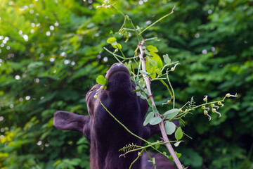 Chinese rural blackgoat