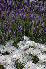 白い松葉菊とフレンツラベンダー