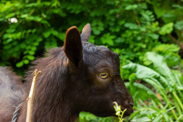 Chinese rural blackgoat