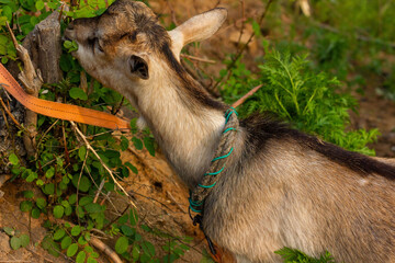 Chinese rural goat