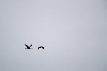 Kranich (Grus grus) im Flug, Müritz, Deutschland, Europa