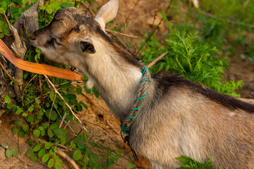 Chinese rural goat