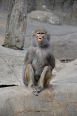 Wild Hamadryas baboon, zoo of Frankfurt (Germany)