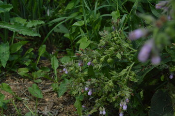 Comfrey (Symphytum officinale L.) outdoors
