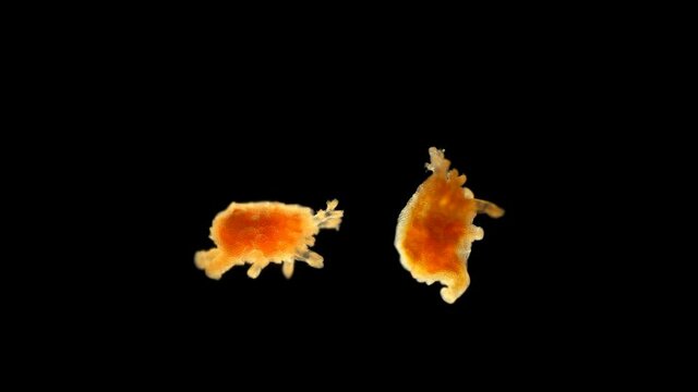 Pentacula Holothuroidea larva, Juvenile sea cucumber under microscope, type Echinodermata, a very unusual organism, at this stage, she sank to bottom and crawled in search of food. Barents Sea