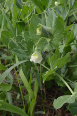 Green peas plant ready to bloom