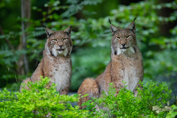 Luchs (Lynx lynx) Deutschland, Europa