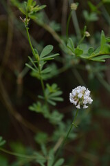 Little white flowers in my garden