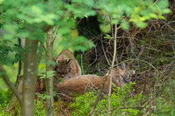 Luchse (Lynx lynx) ruhen im Versteck, Deutschland, Europa