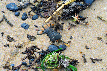 Australia- Beach Seaweed, Shells and Rocks