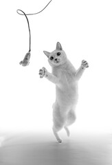 二足立ちしておもちゃを必死で捕まえようとしている白猫、モノクロ写真、白背景	