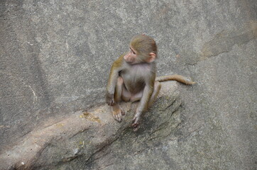 Wild Hamadryas baboon, zoo of Frankfurt (Germany)