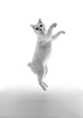 二足立ちしてダンスポーズのカメラ目線の白猫、モノクロ写真、白背景	
