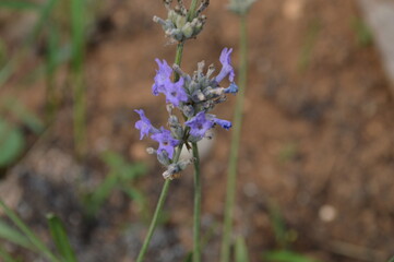 Lavandula purple plant flower lavender in my garden decoration