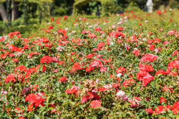 Detail of beautiful flowers in the garden