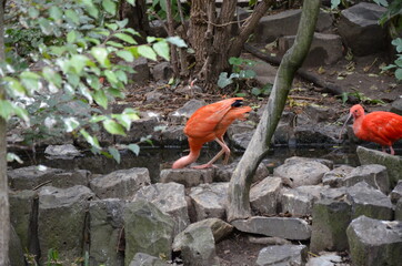Scarlet Ibis bird Eudocimus ruber tropical wader bird foraging on the ground