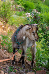 Chinese rural goat