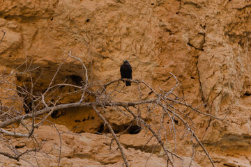 gorge with a stream and waterfall Ein Bokek