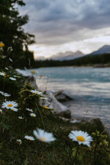 Blooming wildflowers on the shore of Kootenay River in Kootenay National Park, Beautiful British Columbia, Canada. Summer sunset mountain Canadian landscape concept.