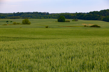 Kornfeld in der Müritz, Deutschland, Europa