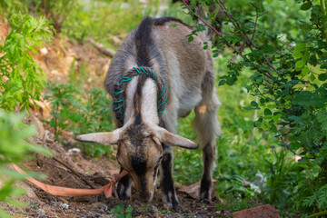 Chinese rural goat