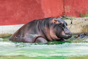 hippopotamus enjoying bathing in an indian zoo lake in midday of a summer season. 
