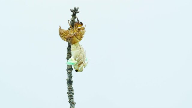 Time-lapse video of the emergence of cicadas