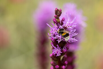 Top of a Liatris Spicata or bottle brush flower with bumblebee and blurred out of focus dark autumn coloured background